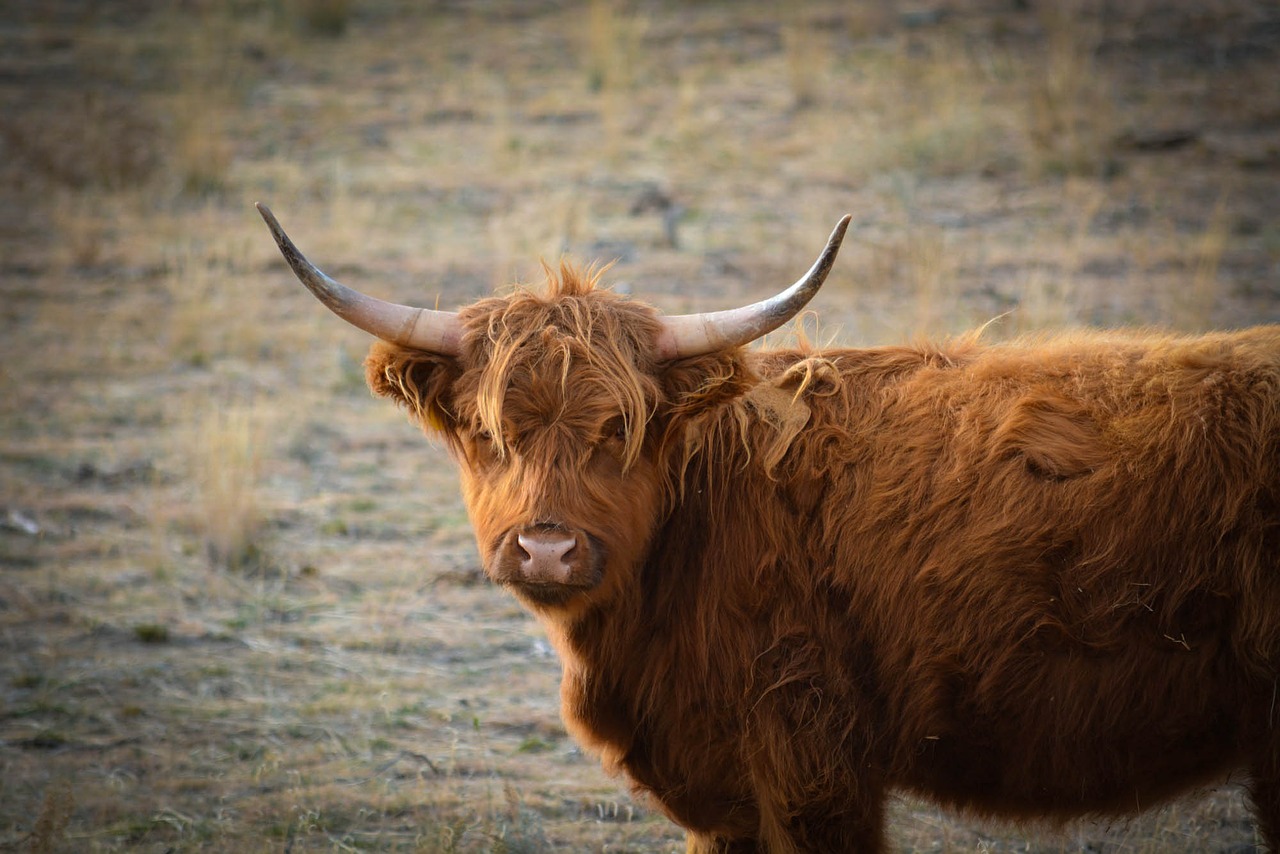 yak